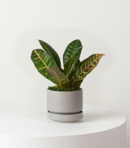 Golden Petra - Görsel 3