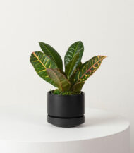 Golden Petra - Görsel 4