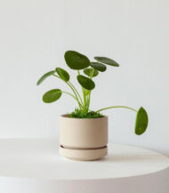 Pilea Peperomioides - Görsel 2