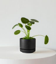 Pilea Peperomioides - Görsel 4