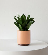 Dracaena Compacta - Görsel 2