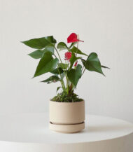 Anthurium – King of hearts - Görsel 2