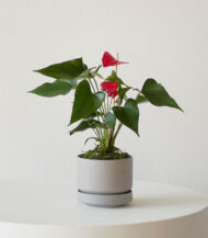 Anthurium – King of hearts - Görsel 3