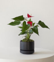 Anthurium – King of hearts - Görsel 4