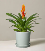 Bromeliad Vriesea - Görsel 2