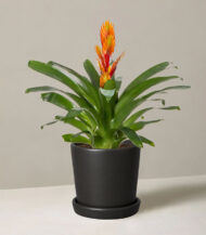 Bromeliad Vriesea - Görsel 3