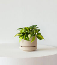 Organic Potting Mix - Görsel 3