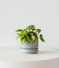 Cactus & Succulent Potting Mix - Görsel 3