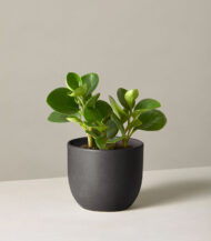 Peperomia Obtusifolia - Görsel 3