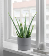 Drakfrukt - Görsel 5