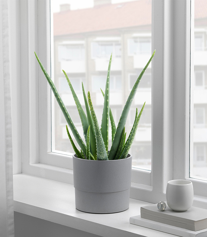 w-planters-1-0 Nypon - Görsel 1