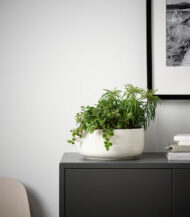 Anthurium – King of hearts - Görsel 5