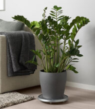 Bromeliad Vriesea - Görsel 5