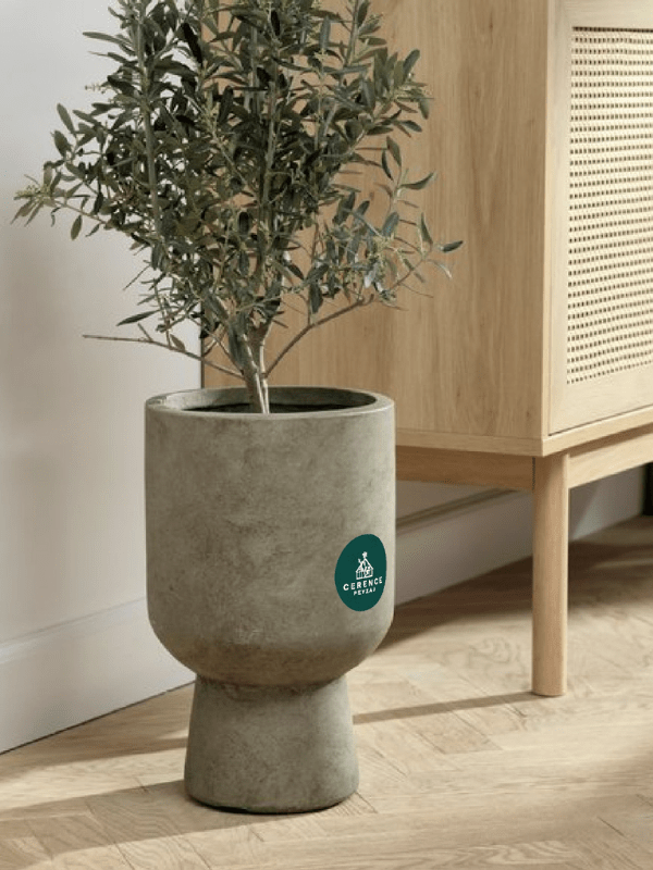 24-min Zeytin Ağacı - Görsel 1