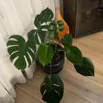 Monstera Deliciosa