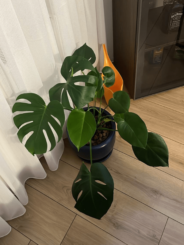 25-min Monstera Deliciosa - Görsel 1