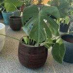 Monstera Deliciosa
