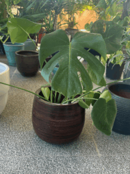 Monstera Deliciosa