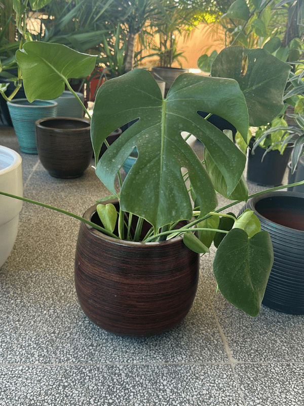 26-min Monstera Deliciosa - Görsel 1