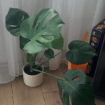 Monstera Deliciosa
