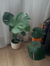 Monstera Deliciosa
