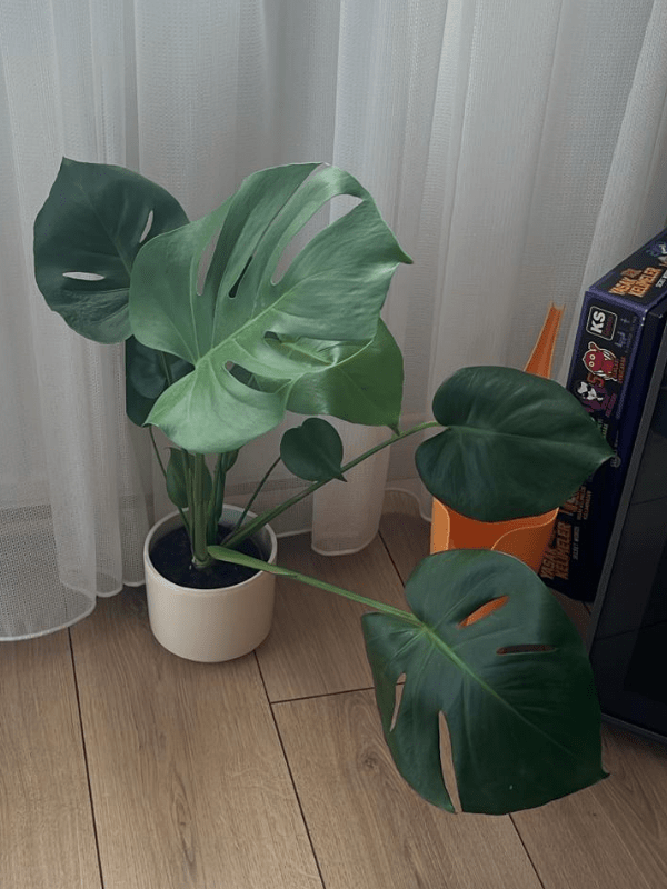 27-min Monstera Deliciosa - Görsel 1