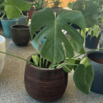 Monstera Deliciosa