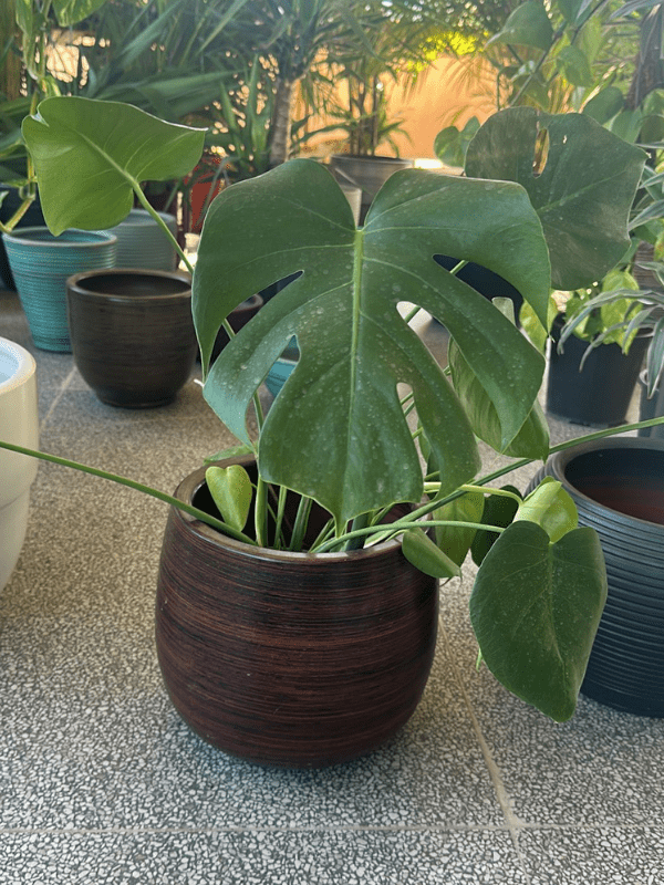 28-min Monstera Deliciosa - Görsel 1